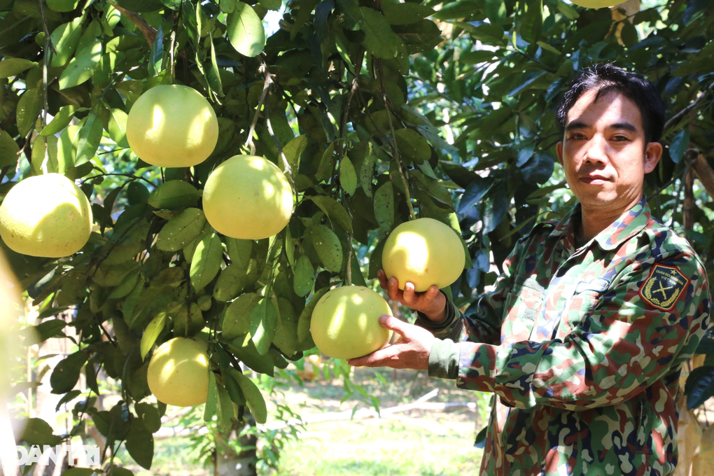 Loại quả đặc sản giữ được... nửa năm, thu hái một vụ xóm núi có vài trăm tỷ - 3 Loại quả đặc sản giữ được... nửa năm, thu hái một vụ xóm núi có vài trăm tỷ - 3