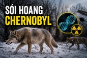 Sói hoang ở “đất chết” Chernobyl tiến hóa dị thường, giới khoa học bất ngờ