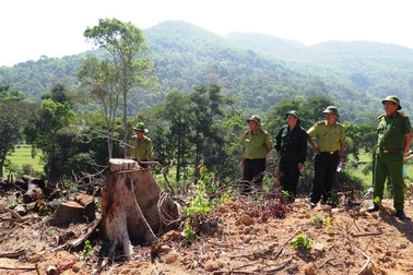 Hơn 43 ha rừng bỗng dưng "biến mất" là đặc biệt nghiêm trọng