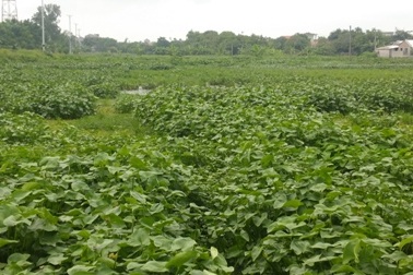 Ô nhiễm, bệnh tật bủa vây “thủ phủ” nuôi lợn lớn nhất miền Bắc