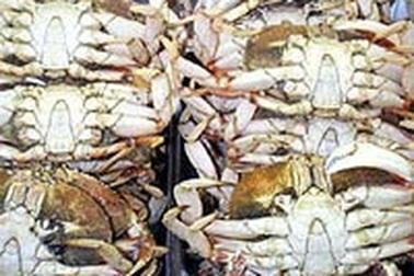 Người Mỹ lại chuẩn bị vụ kiện bán phá giá cua