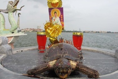 Rợn người chứng kiến cảnh giết rùa sống cúng tế trước hồ Tây