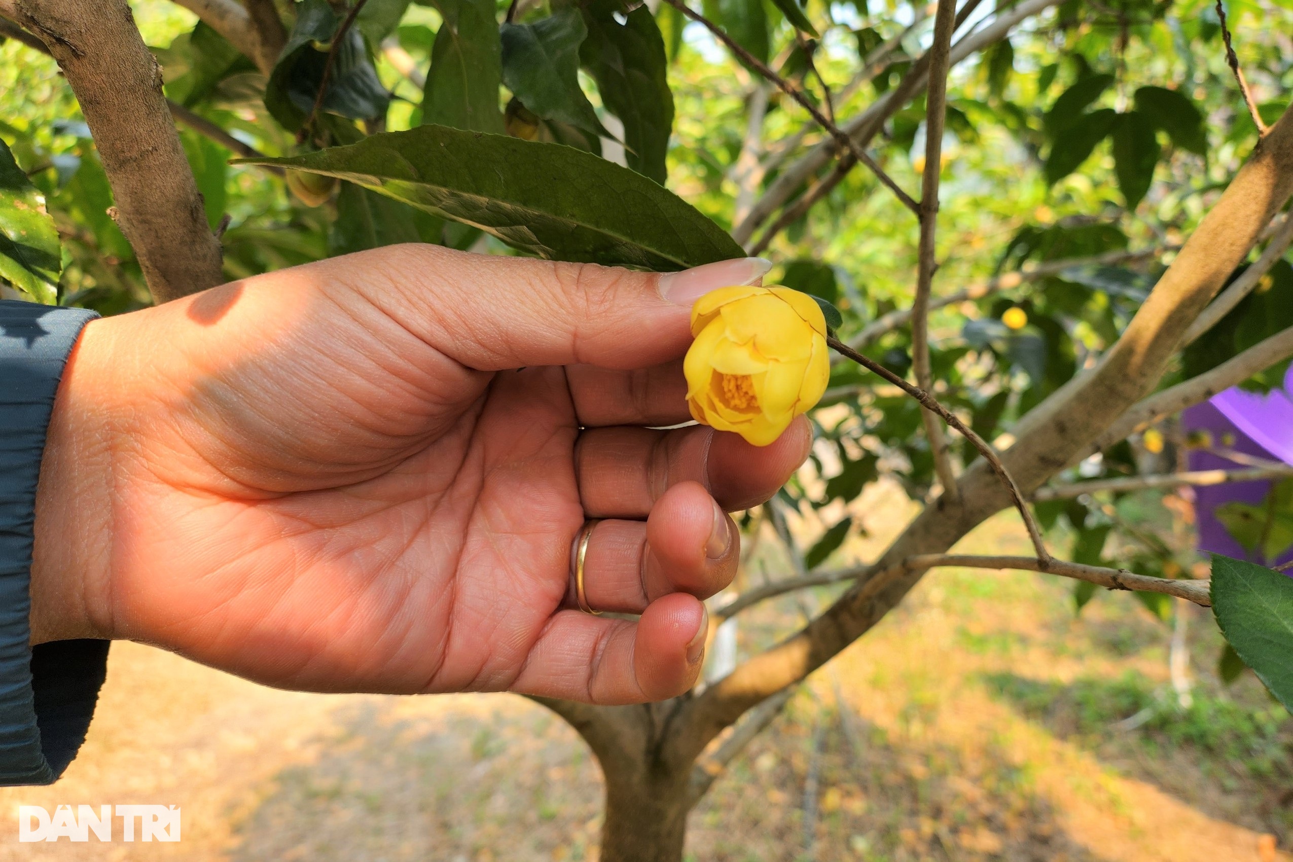 Kỹ sư bỏ phố về rừng trồng loại cây hái hoa bán giá chục triệu đồng/kg - 6 Kỹ sư bỏ phố về rừng trồng loại cây hái hoa bán giá chục triệu đồng/kg - 6