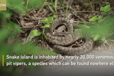 Xà đảo - Nơi rộng chưa đầy 1km2 nhưng là hang ổ của 20.000 con rắn cực độc