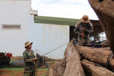 "Vàng đen" tăng giá, người dân lại ồ ạt gieo kỳ vọng bất chấp rủi ro