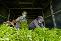 Hàng nghìn bó rau nghĩa tình gửi tặng người dân vùng dịch ở TPHCM