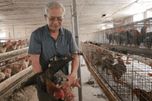 Nuôi gà "chân voi", cụ ông đều đặn đếm tiền tỷ