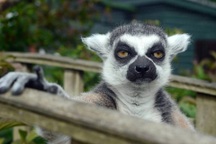 Vượn cáo và bí mật dùng chất độc để thư giãn