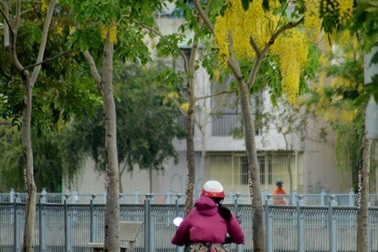 “Khi thấy Muồng Hoàng Yến, là biết đã giữa năm”