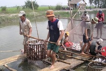 Giá cá tra bắt đầu “phất” trở lại