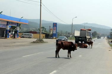 Trâu bò vẫn nghênh ngang “thách thức” ô tô trên quốc lộ!