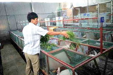 Thôi công chức về quê làm... “vua thỏ”