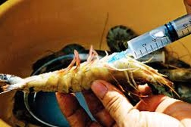 Phát hiện cơ sở sản xuất bơm tạp chất vào tôm