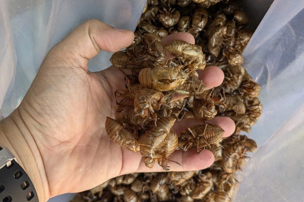 Thương lái treo giá mua xác ve sầu gần 2 triệu đồng/kg, dân đổ xô đi tìm - 3 Thương lái treo giá mua xác ve sầu gần 2 triệu đồng/kg, dân đổ xô đi tìm - 3