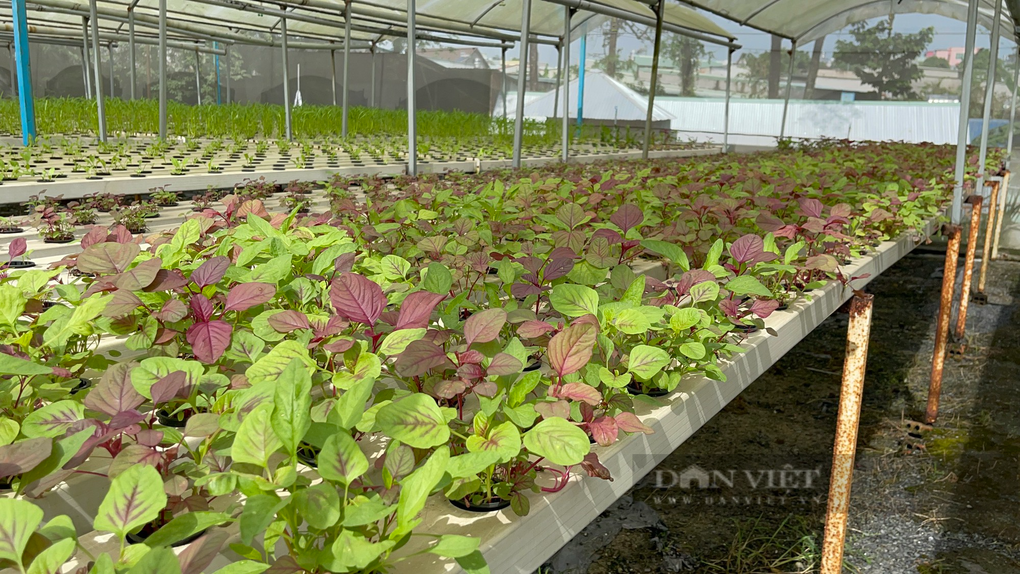 Chỉ trồng rau mà anh nông dân phố thu nhập 150 triệu/tháng? - 6 Chỉ trồng rau mà anh nông dân phố thu nhập 150 triệu/tháng? - 6
