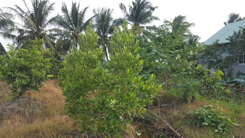 Vườn quê tràn ngập hoa và rau trái sạch của mẹ đảm ở Long An - 2 Vườn quê tràn ngập hoa và rau trái sạch của mẹ đảm ở Long An - 2