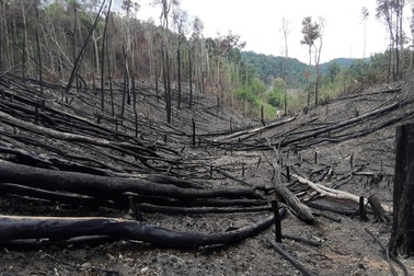 Dân "cạo trọc", lâm tặc "xẻ thịt" rừng, vậy kiểm lâm sống với ai?