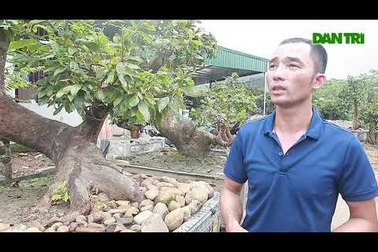 “Tiên đồng - Ngọc nữ” giá 2 tỷ đồng của ông “vua” mai vàng Yên Tử