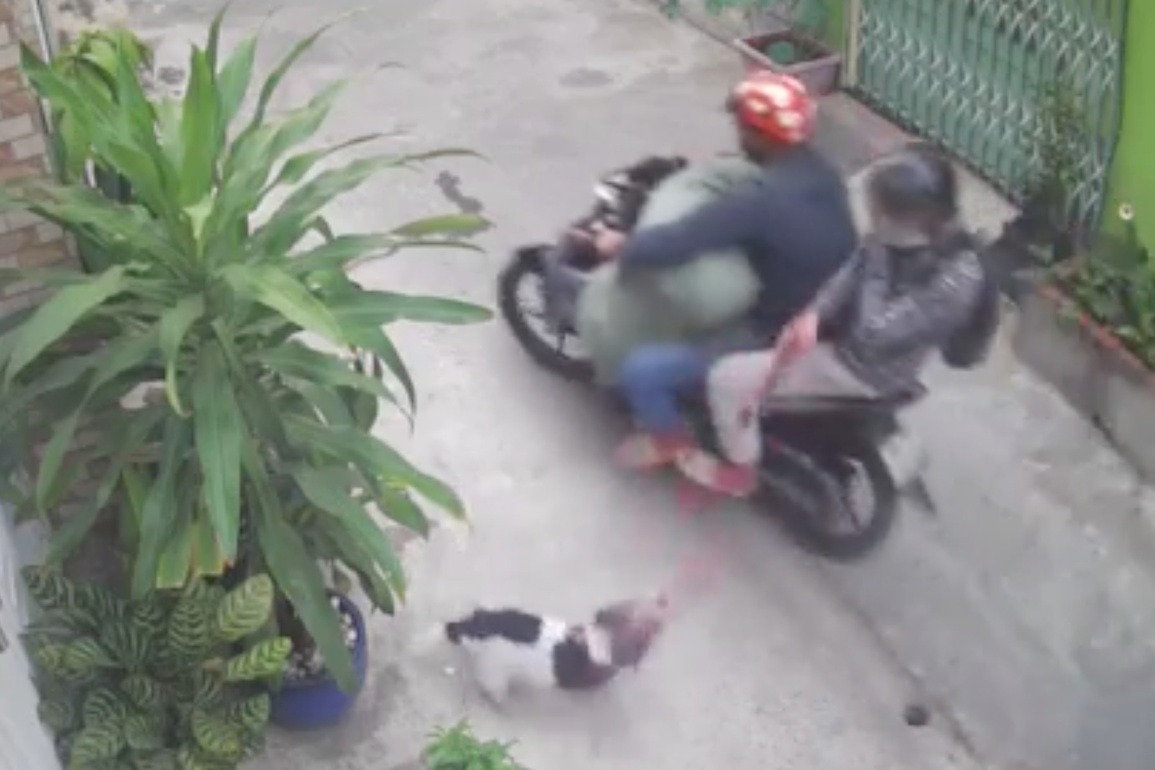 Kẻ trộm chó táo tợn xịt hơi cay để mở đường thoát thân - 1 Kẻ trộm chó táo tợn xịt hơi cay để mở đường thoát thân - 1