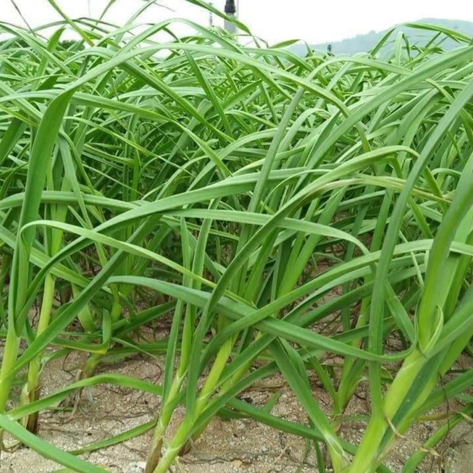 Ngon khó cưỡng món ngon từ tỏi non Ngon khó cưỡng món ngon từ tỏi non
