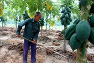 Quảng Nam: Đu đủ mất mùa mất giá, nông dân lo lắng