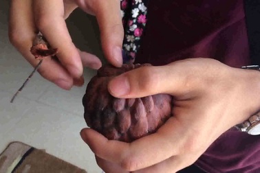 Độc, lạ quả na tím ra bao nhiêu thương lái gom sạch bấy nhiêu