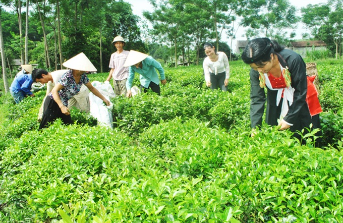 Cây chè - một trong những loại cây đặc sản giúp giảm nghèo bền vững ở Thái Nguyên