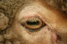 Cấu tạo cơ thể khác lạ ở loài cừu mang tới khả năng gì?