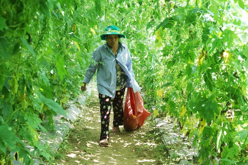 Sau Tết, rau củ rớt giá thảm hại, nông dân đỏ mắt ngóng thương lái - 2