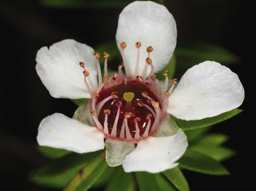 10 thực phẩm tăng cường miễn dịch trong mùa đông - 3