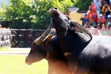 Mùa lễ hội 2018: Giải ‘bài toán’ chọi trâu, ‘cướp’ lộc phản cảm