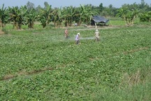 Thương lái Trung Quốc lại thu mua lá khoai lang