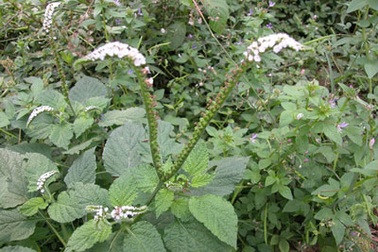 19 vị thuốc Đông y có độc tính 