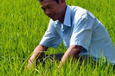 Trồng lúa theo hợp đồng, lão nông thu nửa tỷ mỗi năm