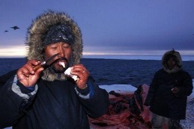 Vì sao thói quen ăn thịt sống lại cứu sống người Inuit giữa vùng đất chết?