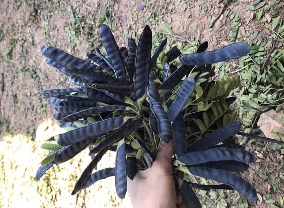 Hà Nội: Cháy hàng bồ kết, khách giành nhau từng quả về xông nhà - 1 Hà Nội: Cháy hàng bồ kết, khách giành nhau từng quả về xông nhà - 1