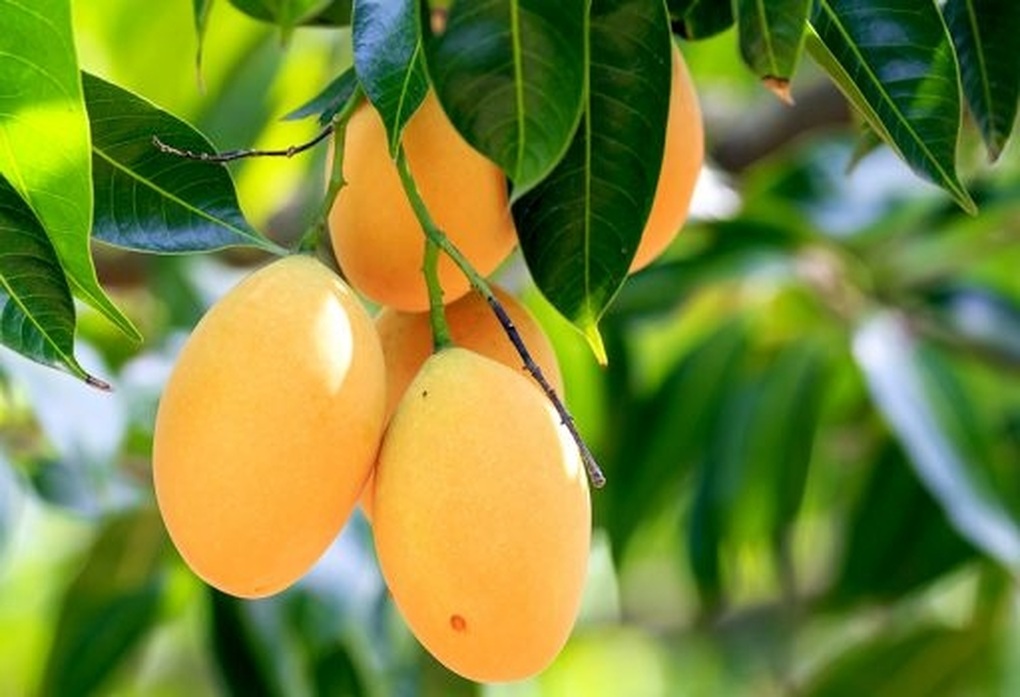 Loại cây người Việt thường ăn quả, không ngờ lá lại là thuốc quý - 1 Loại cây người Việt thường ăn quả, không ngờ lá lại là thuốc quý - 1