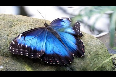 Vẻ đẹp của chú bướm xanh Morpho