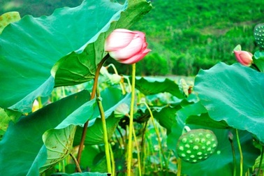 Quảng Nam: Về với mùa sen Trà Lý