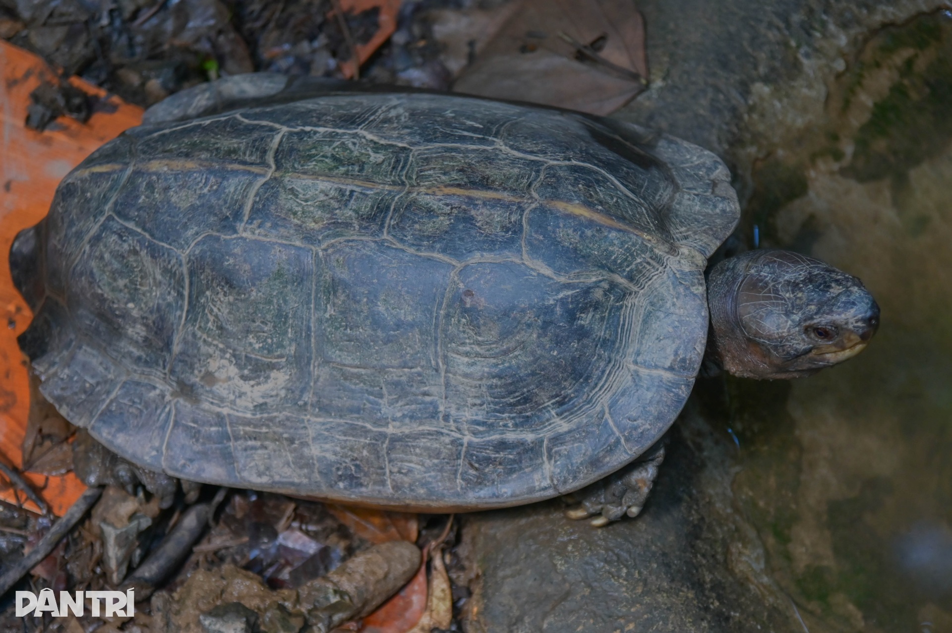 Cận cảnh loài thằn lằn cá sấu ở Việt Nam, có mặt từ thời khủng long - 10 Cận cảnh loài thằn lằn cá sấu ở Việt Nam, có mặt từ thời khủng long - 10