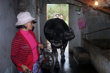 “Cả làng” mất trộm trâu