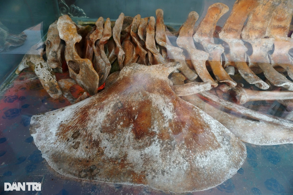 Ngắm báu vật khổng lồ ở làng biển xứ Thanh - 7 Ngắm báu vật khổng lồ ở làng biển xứ Thanh - 7