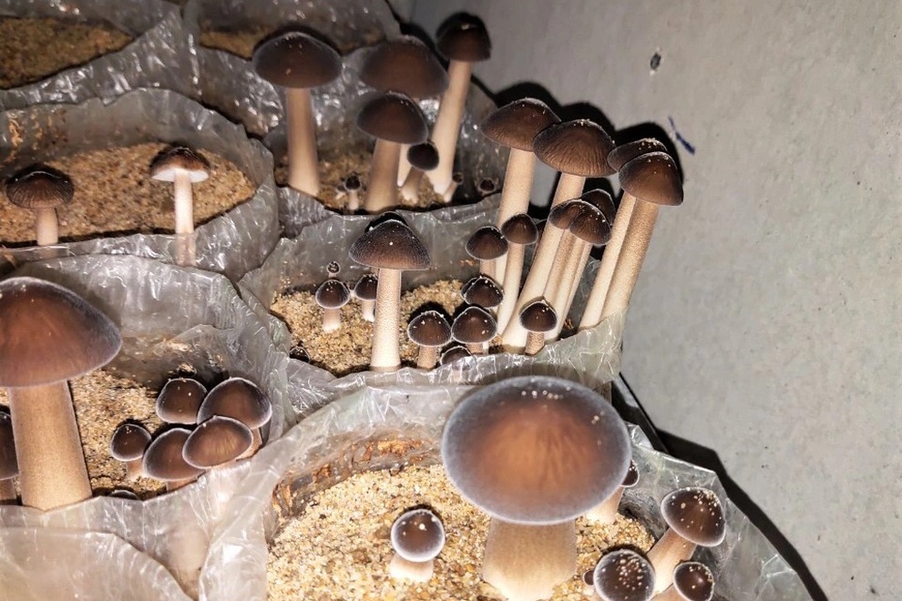 Trồng loại nấm mới và khó tính, nông dân có thu nhập ổn định - 5