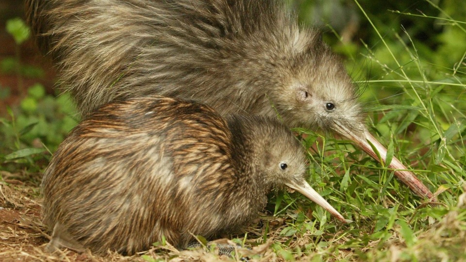 Kiwi - A Unique Flightless Bird in New Zealand