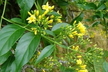 Hái lá ổi để chữa đau bụng, nữ sinh lớp 7 tử vong vì ăn nhầm lá ngón