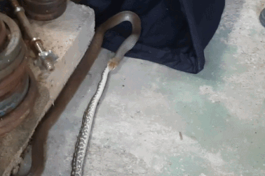 Rắn nâu nuốt chửng trăn trong một video kinh dị