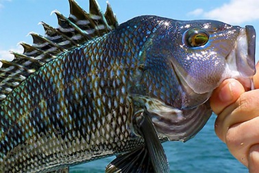 Suy giảm nghiêm trọng số lượng cá trong các đại dương