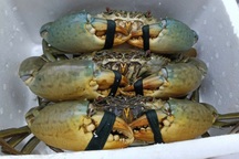 Phó Chủ tịch Cà Mau hỏi doanh nghiệp khó khăn “chí mạng” của ngành cua