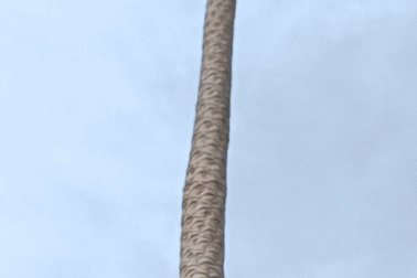 Cây đu đủ đực cao 10,7m gần bằng nhà 3 tầng ở Bình Phước gây xôn xao