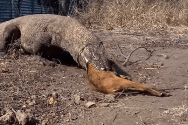 Rồng Komodo truy kích dê non, nuốt chửng trong giây lát